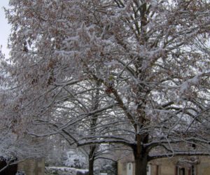Jardin en hiver