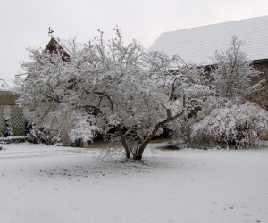 Jardin en hiver