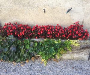 Jardin